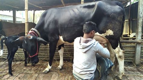 ৫০০ নং খামারে রাখুন ষাঁড় বাছুর সহ উন্নতমানের অষ্টেলিয়ান গাভী 01759