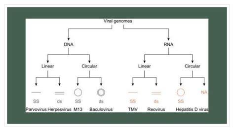 Viral Genomespptx