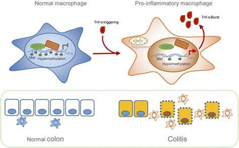 The Regulatory Role Of Uhrf In Intestinal Macrophages In Normal