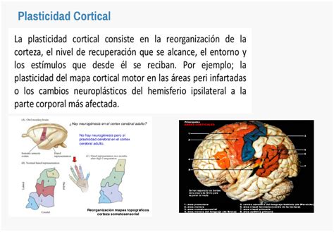 PORTAFOLIO DE BIOPSICOLOGÍA PLASTICIDAD CORTICAL