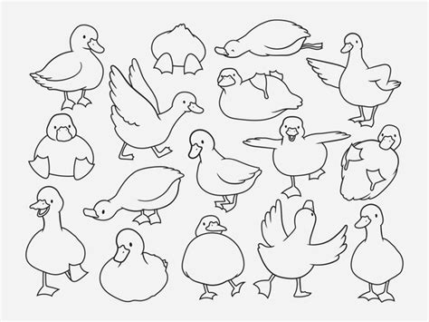 Ducks White Royalty-Free Images, Stock Photos & Pictures | Shutterstock