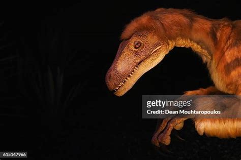 Deinonychus Skeleton Fotografías E Imágenes De Stock Getty Images