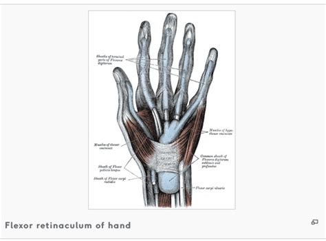 Anatomy Lab 7 Muscles Of The Forearms And Hands Flashcards Quizlet