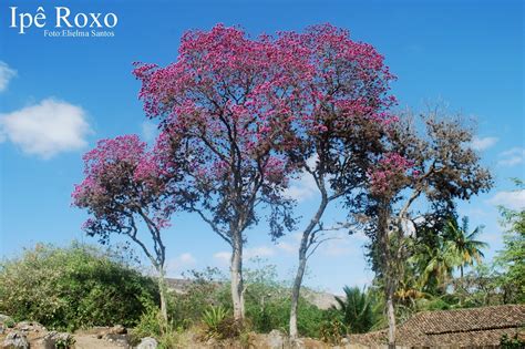 Plantas Medicinas Do Nordeste - Plantas Nativas Do Nordeste - FDPLEARN
