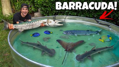 Catching Barracuda For My Backyard Saltwater Pond Youtube