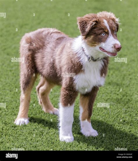 Red tri australian shepherd hi-res stock photography and images - Alamy