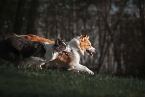 Four Border Collie Herding Training Methods - My Animals