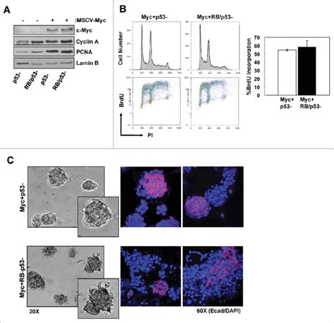 Combined Loss Of Rbp53 Enhances The Invasive Phenotype Of