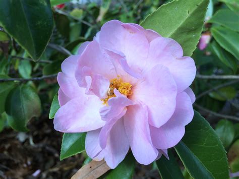 Garden Bloggers Bloom Day: Camellia 'Winter's Beauty'