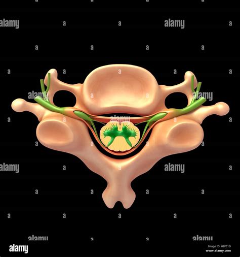 Ilustración De Una Vértebra Humana Y Anatomía De La Columna Vertebral