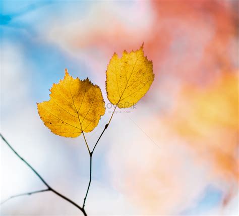 Maple Maple Leaf In Autumn Picture And HD Photos | Free Download On Lovepik