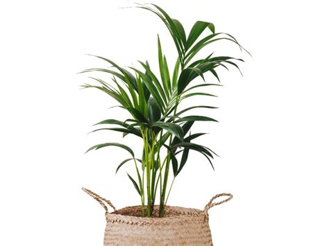 How To Plant Grow And Care For Kentia Palm Howea Forsteriana