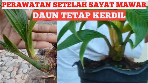 Perawatan Lanjutan Setelah Sayat Mawar Untuk Hasilkan Daun Super Kerdil