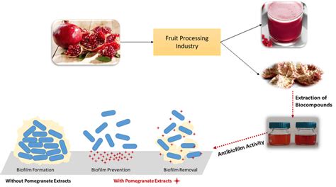 Graphical Abstract Biofilm Control By Bioactive Compounds Obtained Download Scientific Diagram