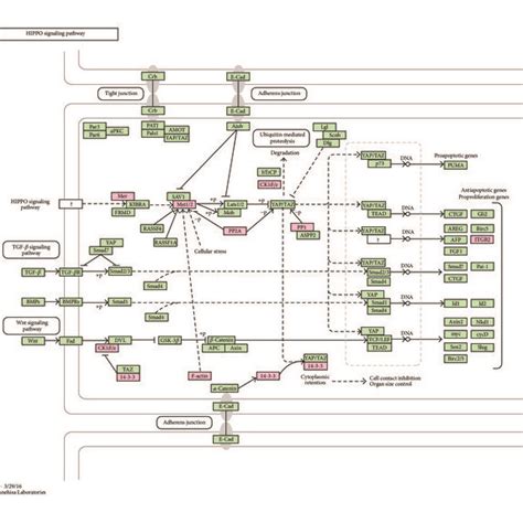 Kegg Pathway For Pi3k Akt Signaling Pathway The Differentially Download Scientific Diagram