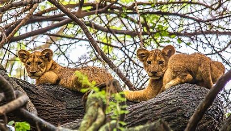 5 Day Botswana Wildlife Safari - Maun | Project Expedition