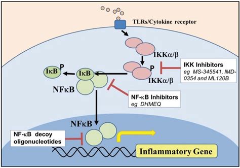 Biomolecules Free Full Text Nf Kappab Signaling In Chronic