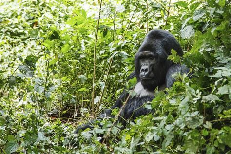 8 Day Classic Uganda Primates Wildlife Safari