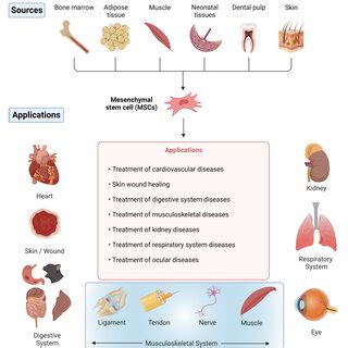 The enthesis organ. Diagramatic representation of the enthesis organ at ...