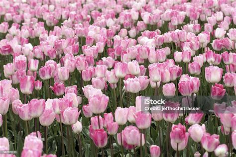 Pink Tulip Field Stock Photo - Download Image Now - Beauty In Nature ...