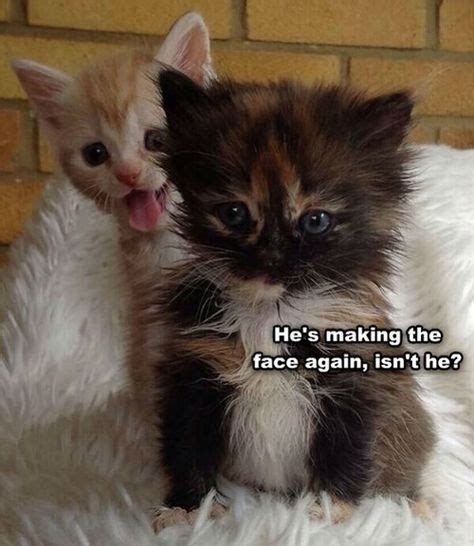 This Is Why We Cant Have Nice Photos Funny Kittens Funny Cat Memes