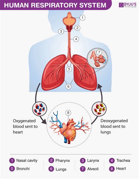 respiratory system simple diagram