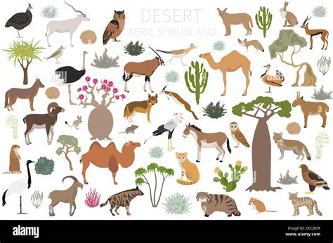 Desert Biome Xeric Shrubland Natural Region Infographic Terrestrial