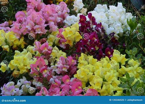 Multicolored Dragon Flowers Or Snapdragons Stock Image Image Of Green