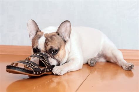 Dog Chewing Problems Why They Chew And How To Stop Them Westfield Vets