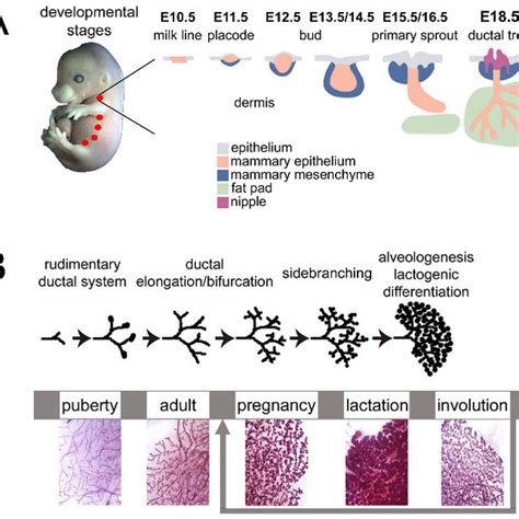 Mouse Mammary Gland Development During Embryonic And Adult Life A