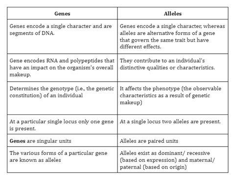 What are Alleles? - 88Guru