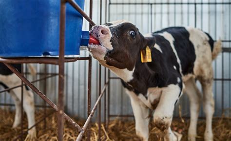 Bem estar de vacas leiteiras o que você ainda não está enxergando