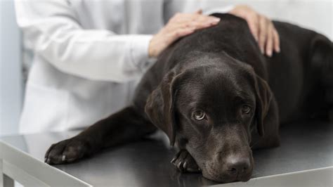 Piometra En Perros Tu Perro Est En Riesgo Aprende Sobre La