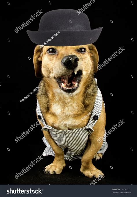 Dachshund Mad Dog Stock Photo 160041371 Shutterstock