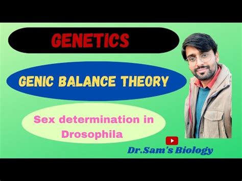 Genic Balance Theory Sex Determination In Drosophila Youtube