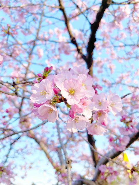 A Complete Guide To Seeing Cherry Blossoms In Washington Dc This Year