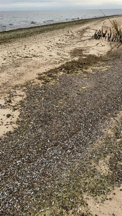 Zebra mussels haven't spread to any new Manitoba lakes this year — yet
