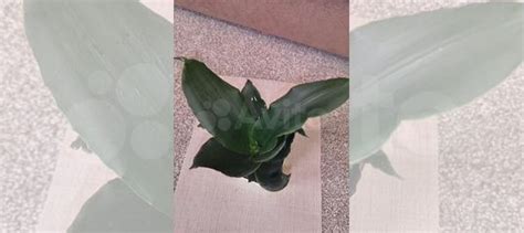 Сансевиерия стар роуз купить в Москве | Товары для дома и дачи | Авито