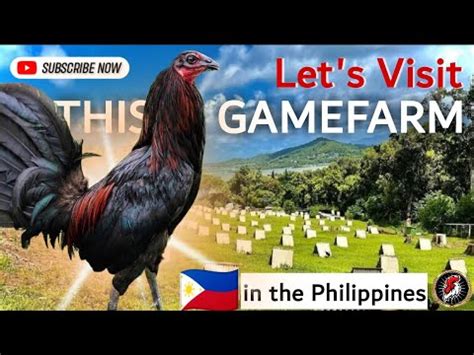 One Of The Best Gamefarm In The Philippines Guess This Gamefarm