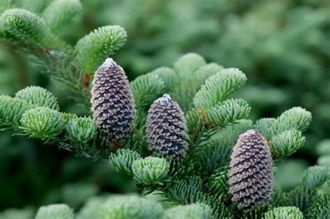 Abies Fraseri Fraser S Fir Conifer Species American Conifer Society