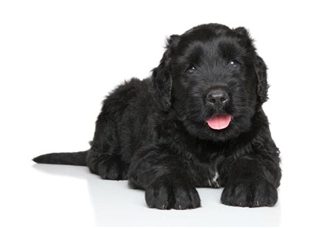 Black Russian Terrier Puppies For Sale - AKC PuppyFinder