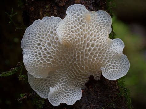 Favolaschia Pustulosa A White Mushroom On A Tree