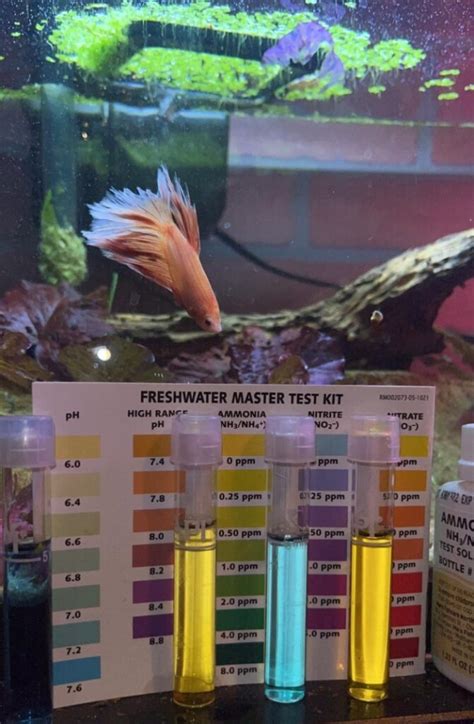how much to feed fish