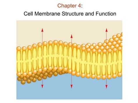 102 Chapter 04 Plasma Membrane PPT