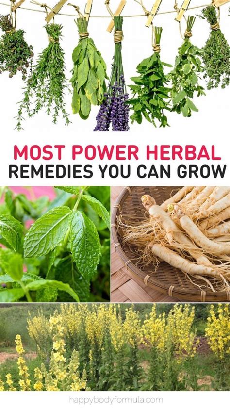 The Most Powerful Herbal Remedies You Can Grow At Home Medicinal Plants Herbalism