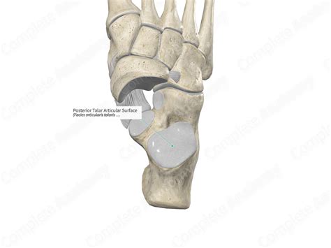 Posterior Talar Articular Surface | Complete Anatomy