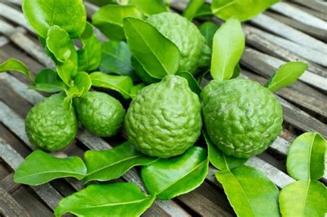 Bergamot là gì Công dụng của Bergamot đối với sức khỏe và làm đẹp