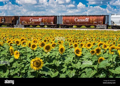 Brunkild Manitoba Hi Res Stock Photography And Images Alamy