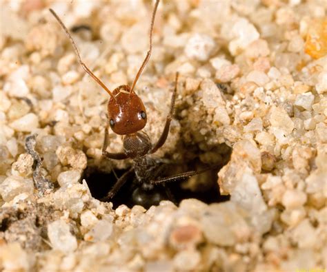 Watching and Photographing Myrmecocystus mimicus (Honeypot Ant) - A ...