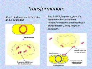 Transformation in bacteria | PPT